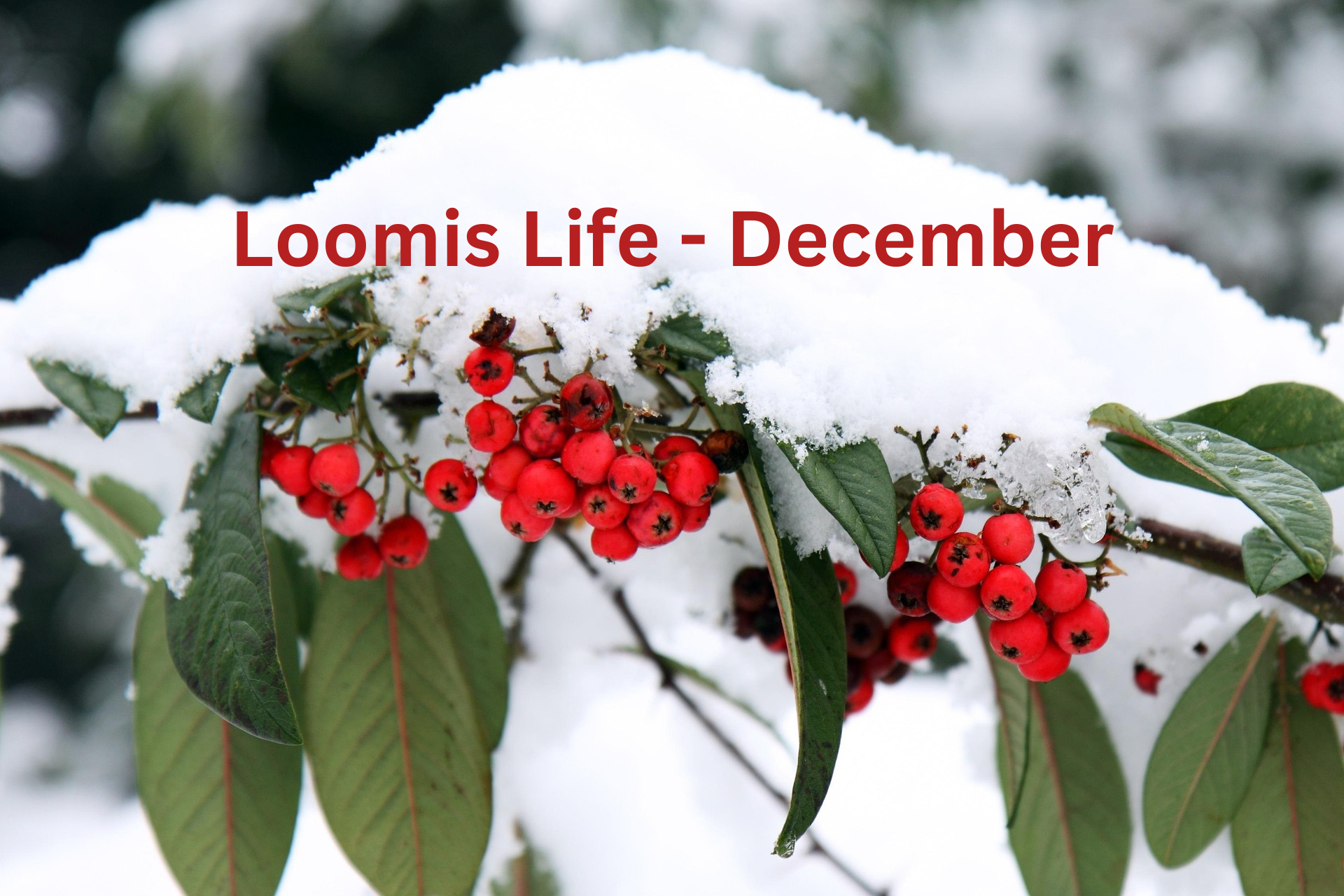 Loomis Life December