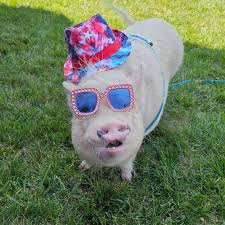 Party Pig