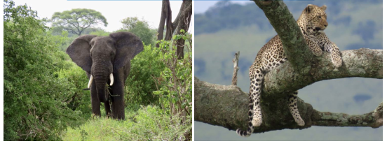 tanzania